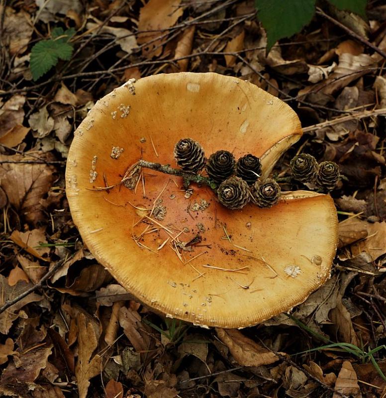 Foto 22 verkleind.jpg - Paddestoelen